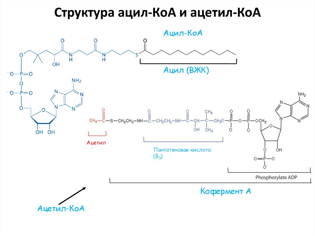 Синтез кофермента. Химическая структура ацетил КОА. Ацетил КОА структурная формула. Ацетил КОА химическое строение. Ацил и ацетил КОА.
