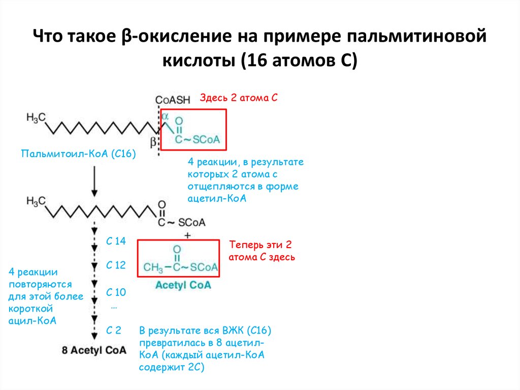 Бета окисление схема