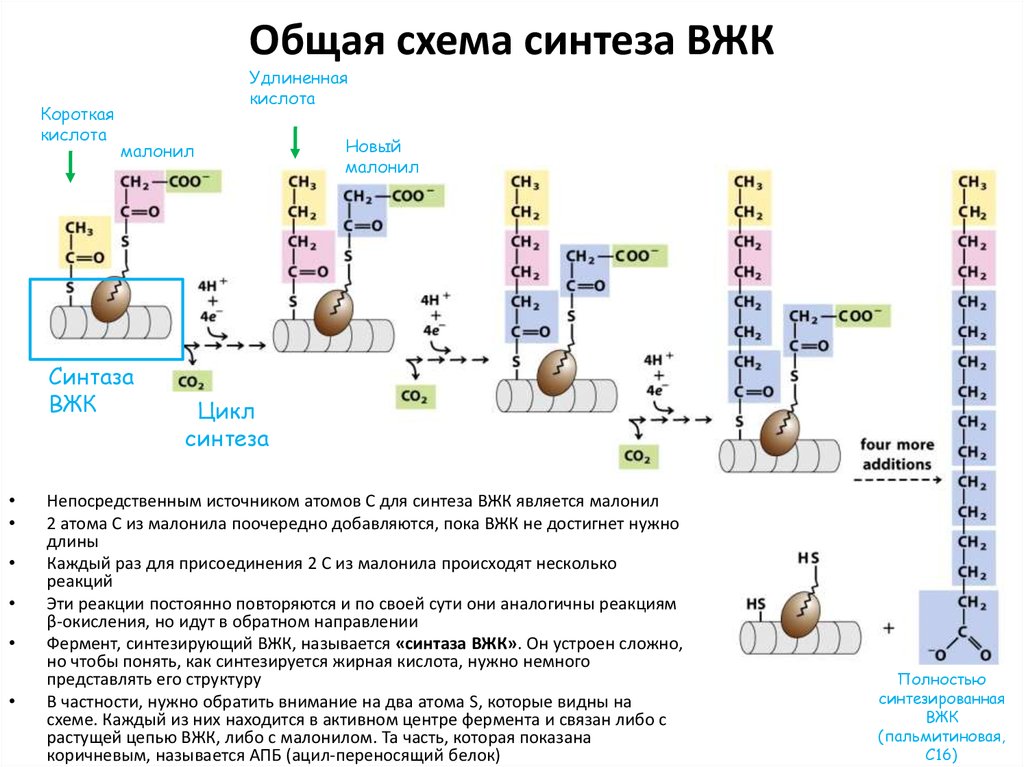 Синтез вжк биохимия схема