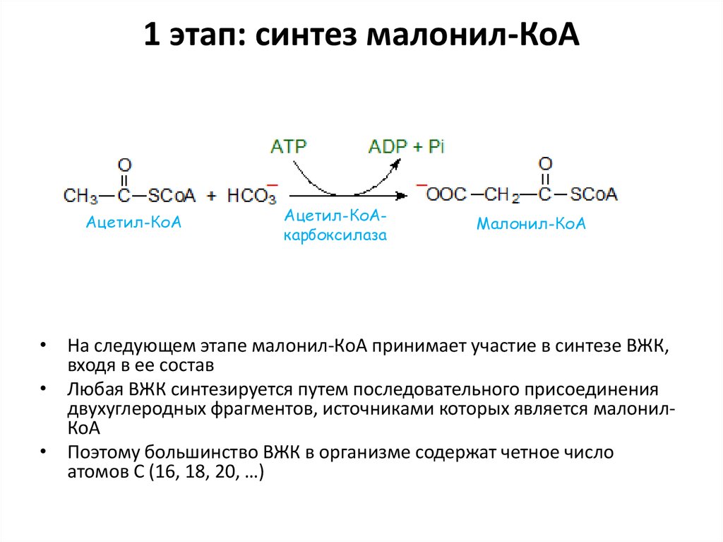 Синтез кофермента. Синтез жирных кислот из ацетил КОА. Роль малонил КОА В синтезе жирных кислот. Реакция малонил КОА. Образование малонил КОА, роль биотина.