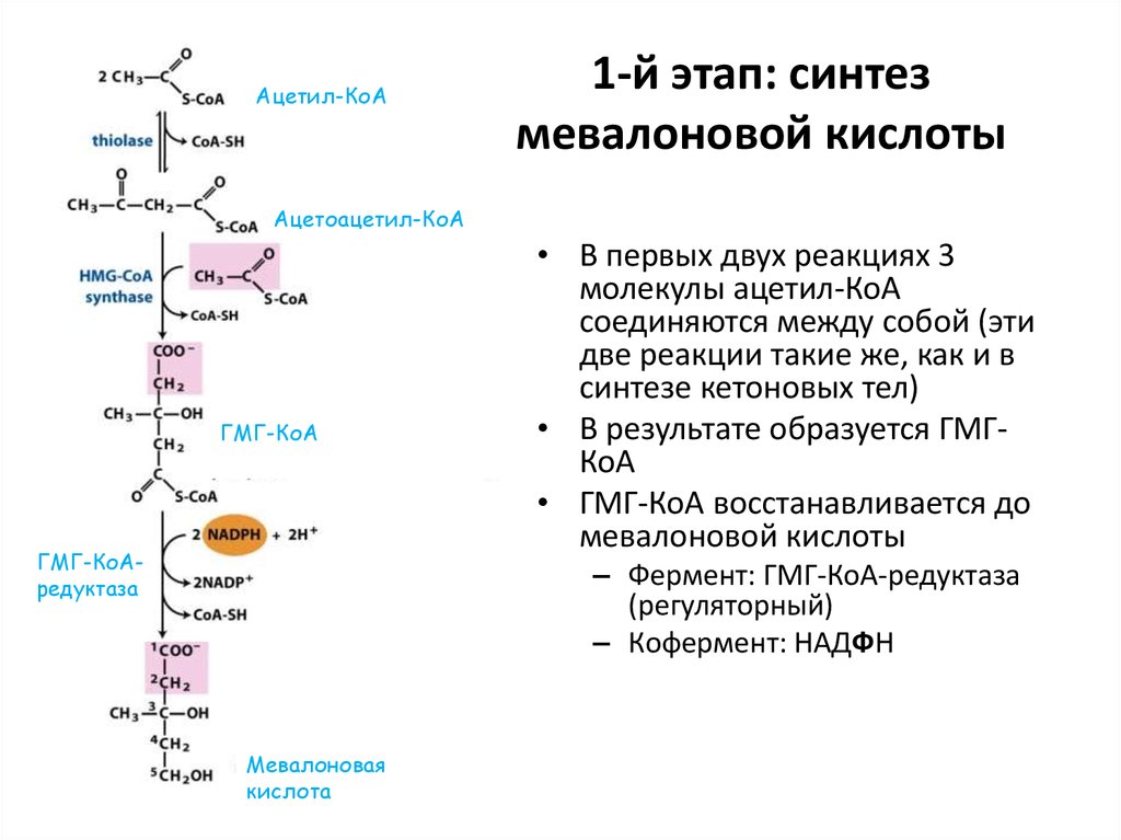 2 этап синтеза. 1 Этап Синтез мевалоновой кислоты. Биосинтез мевалоновой кислоты (1 этап синтеза холестерина). Синтез мевалоновой кислоты из ацетил КОА. Синтез холестерина до мевалоновой кислоты биохимия.