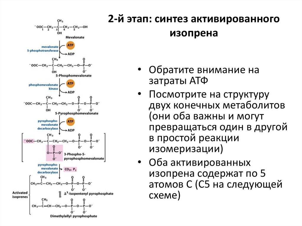 2 этап синтеза. 2 Этап Синтез активированного изопрена. Этапы биосинтеза активация. Синтез активного изопрена. Сквален синтезируется из:.