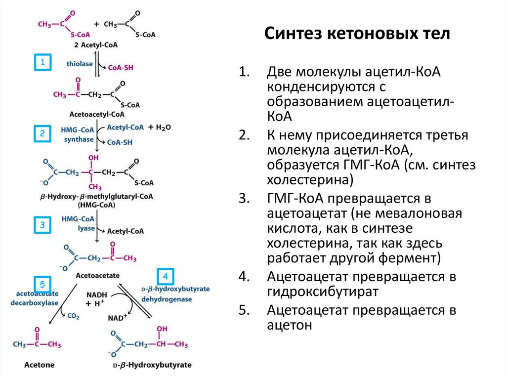 Окисление биополимеров. Кетоновый тел биохимия Синтез кетоновых. Схема биосинтеза кетоновых тел. Реакции синтеза кетоновых тел. Схема синтеза кетоновых тел в биохимии.