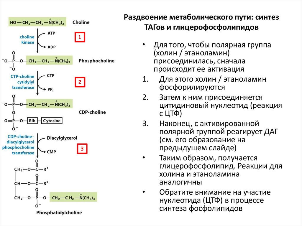 Схема синтеза глицерофосфолипидов