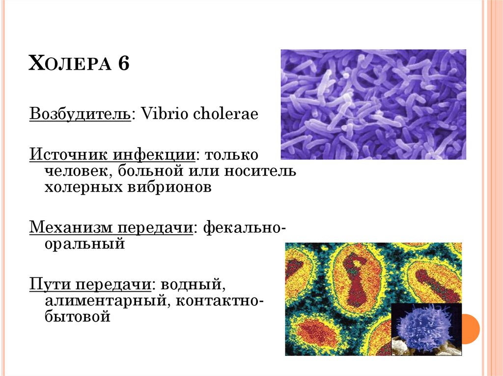 Механизм передачи холеры. Холерный вибрион источник инфекции. Холера переносчик инфекции. Возбудитель холерный вибрион. Холера источник инфекции.