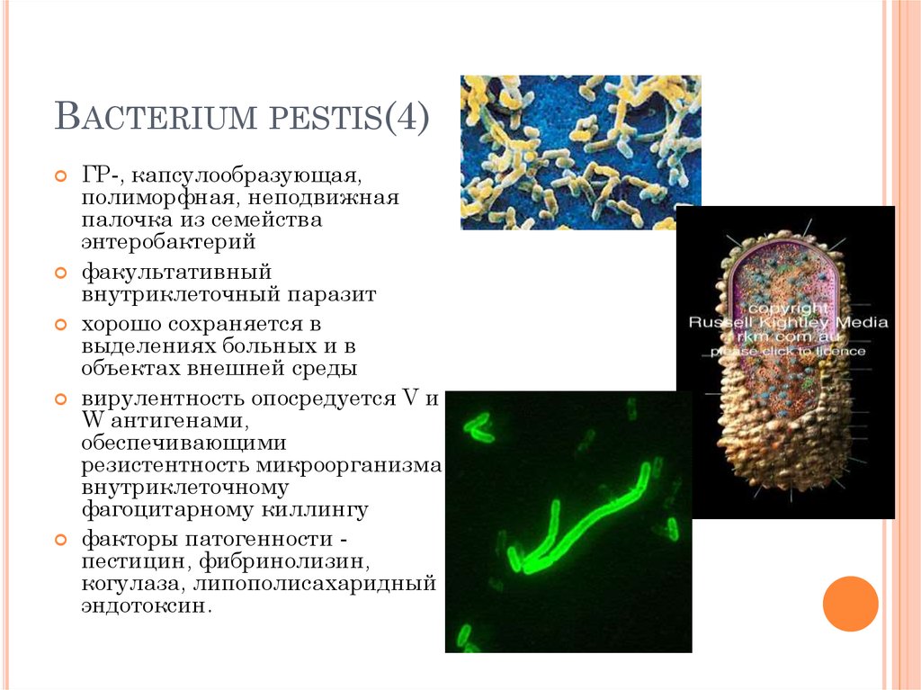 Bacterium pestis(4)