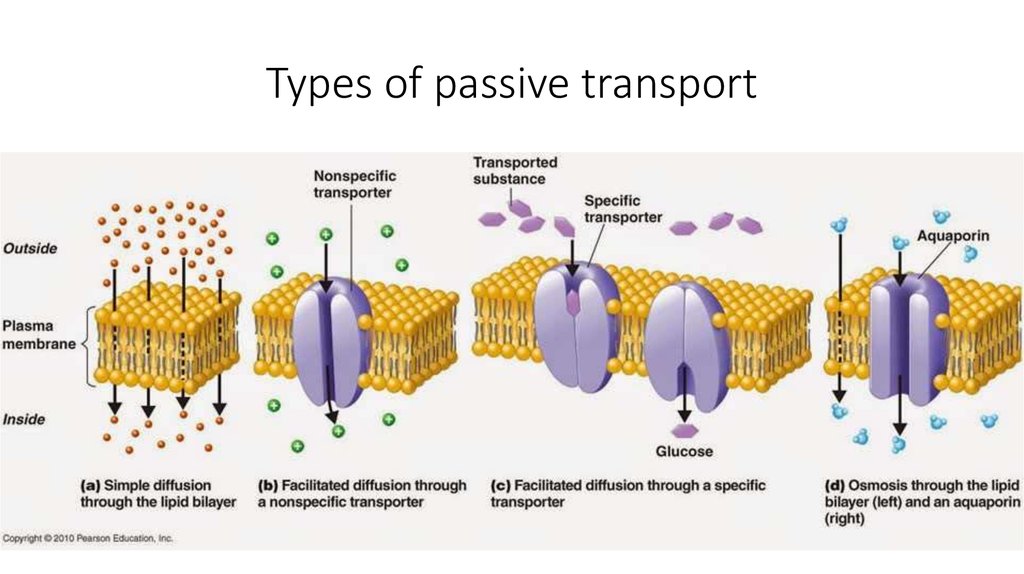 What Are Some Types Of Passive Transport