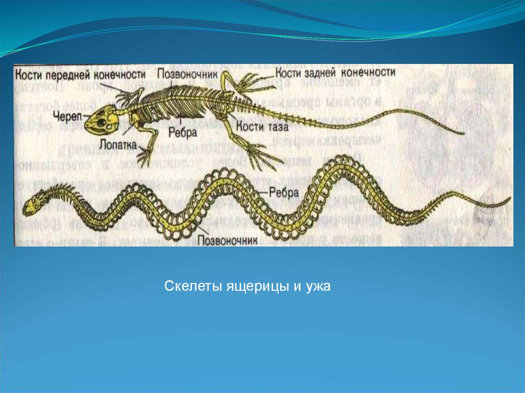 Пресмыкающиеся скелет и покровы. Пресмыкающиеся отряд чешуйчатые. Скелет пресмыкающихся. Отряд чешуйчатые скелет. Чешуйчатые строение тела.