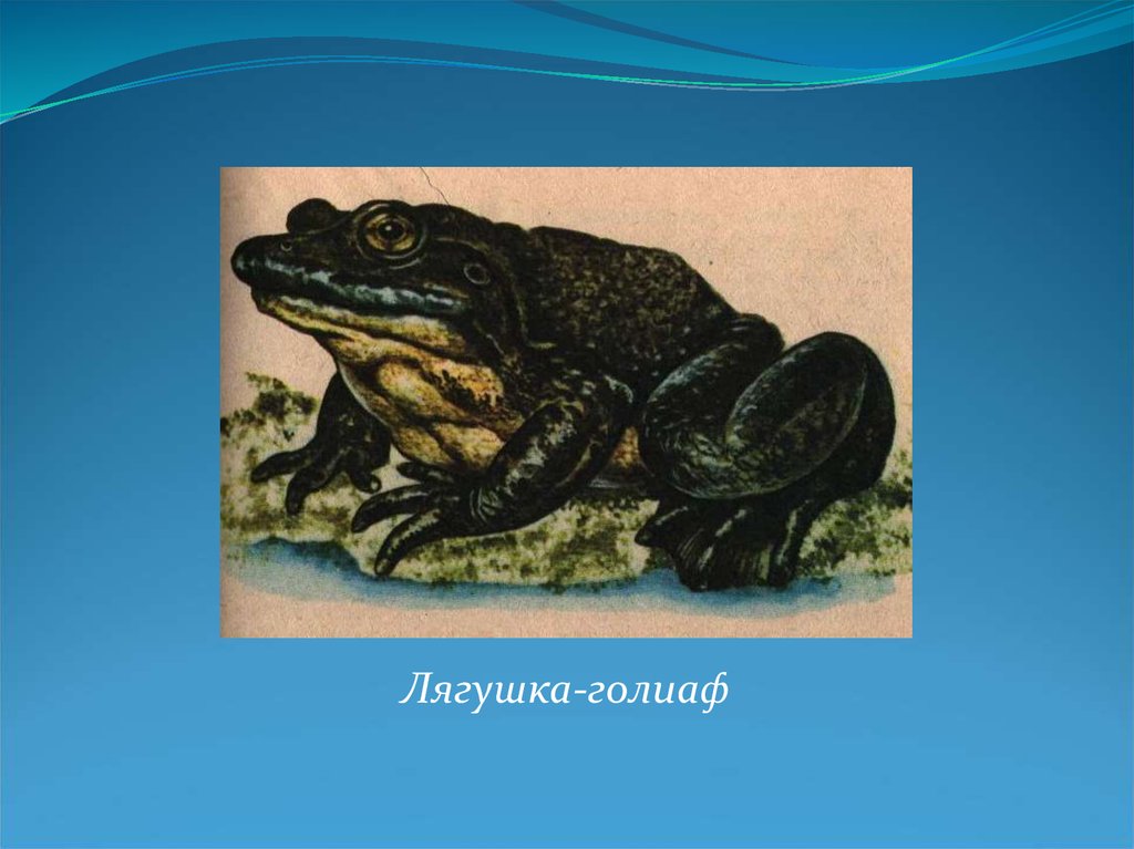 Место обитания чешуйчатых. Лягушка Голиаф презентация. Лягушка Голиаф на Камне.