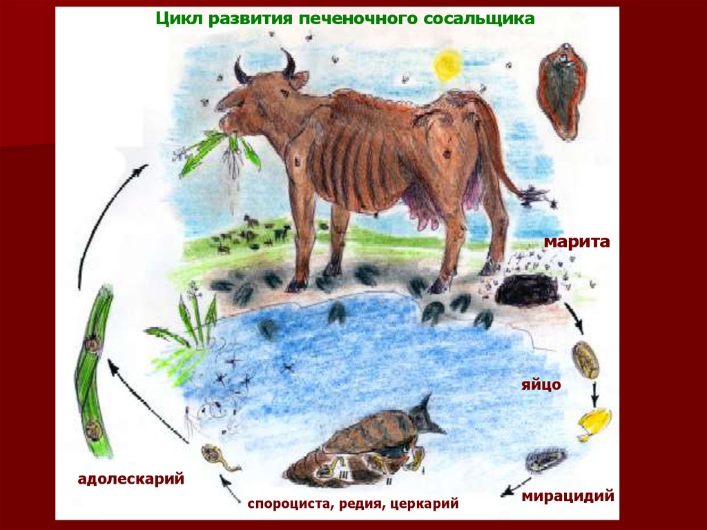 Жизненный цикл сосальщика рисунок. Адолескарий трематод. Мирацидий церкарий адолескарий. Адолескарий печеночного сосальщика. Яйцо мирацидий спороциста редия церкарий адолескарий.