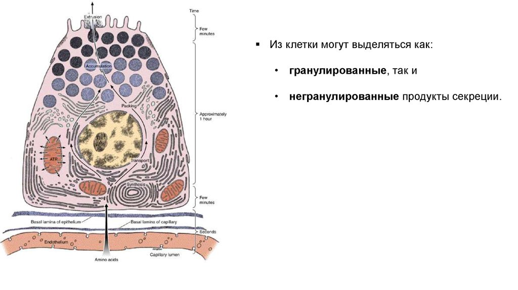 Выберите признаки соединительной ткани возбудима