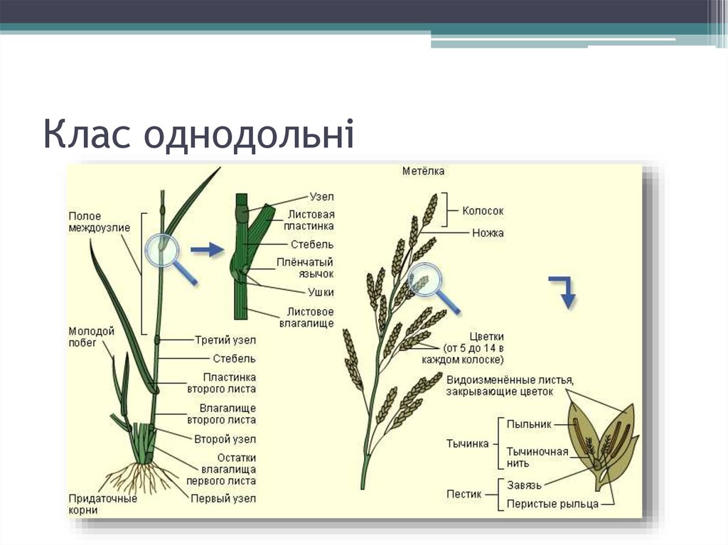 Схема колоса пшеницы