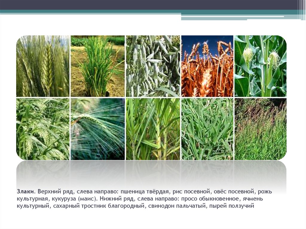 Злаки растения список. Семейство злаковые представители. Зерновые культуры семейства злаковых. Культурные растения семейства злаки. Представители злаковых растений.