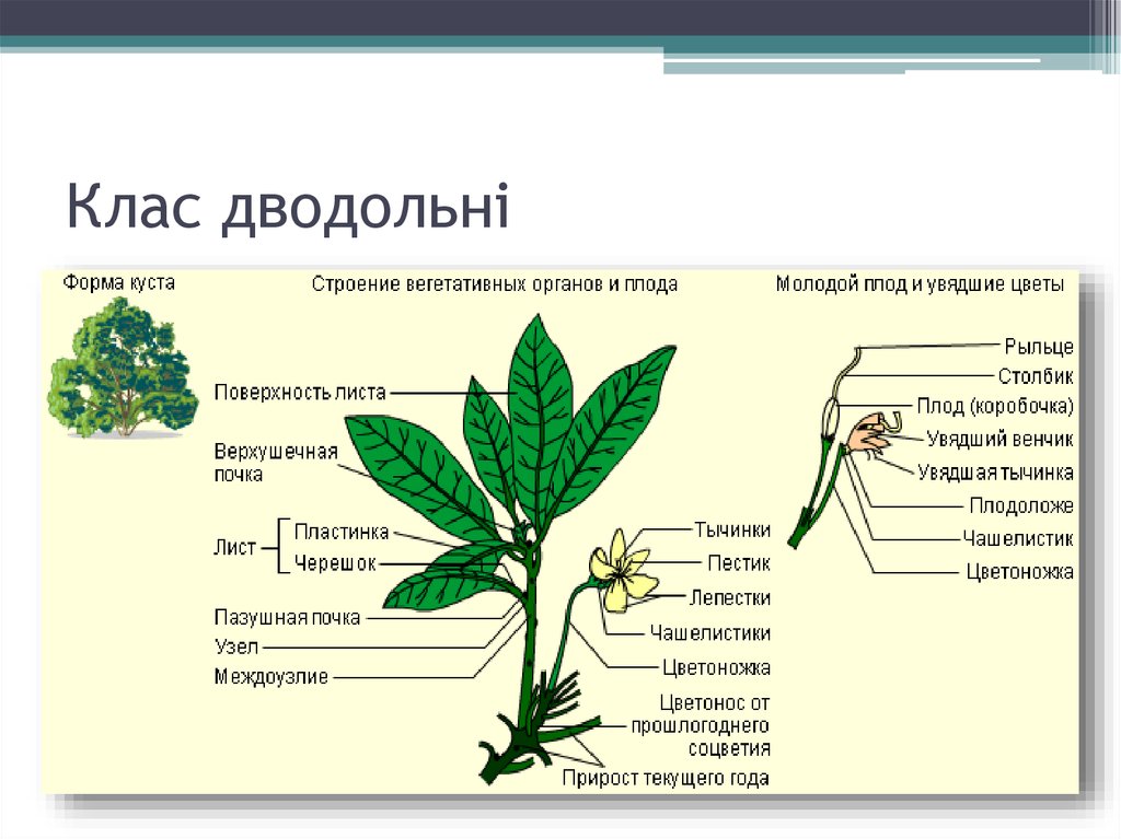 Реферат: Рослини класів однодольних і дводольних відмінності між ними Основні родини класу однодольних