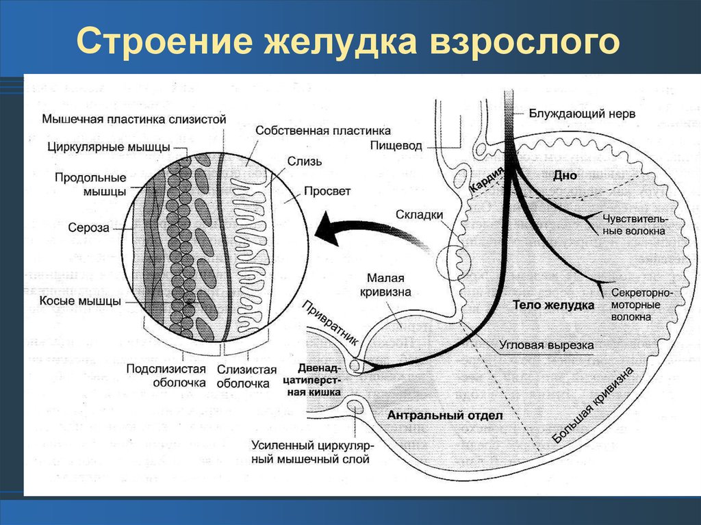 Схема желудка человека