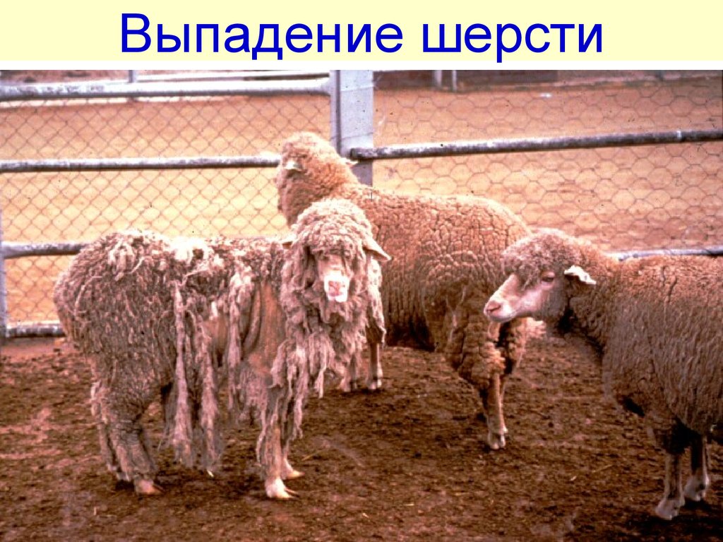 Курсовая работа: Катаральная лихорадка овец