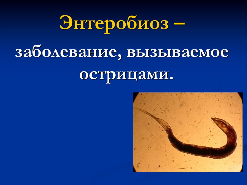 Энтеробиоз что это. Энтеробиоз характерные клинические проявления. Энтеробиоз это заболевание. Острица вызывает заболевание. Острица и заболевания энтеробиоз.