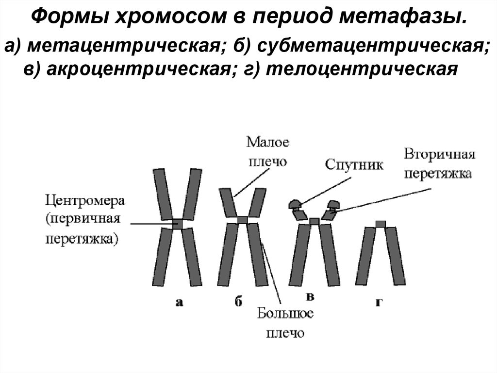 Местоположение хромосом