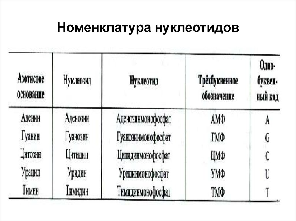 Таблица нуклеотидов. Номенклатура нуклеотидов и нуклеозидов. Номенклатура нуклеиновых кислот. Нуклеотиды строение и номенклатура. Номенклатура нуклеозидов.