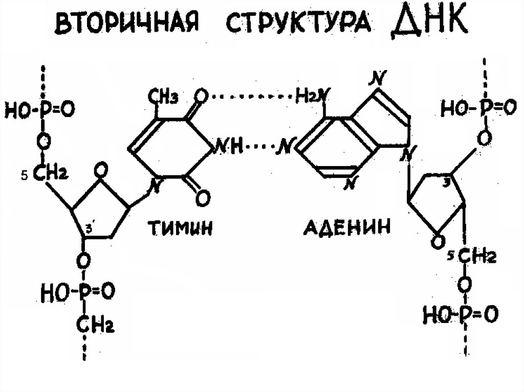 Вторичная рнк. ДНК вторичная структура схема строения. Первичная структура ДНК формула. Вторичная структура ДНК формула. Вторичная структура молекулы ДНК.