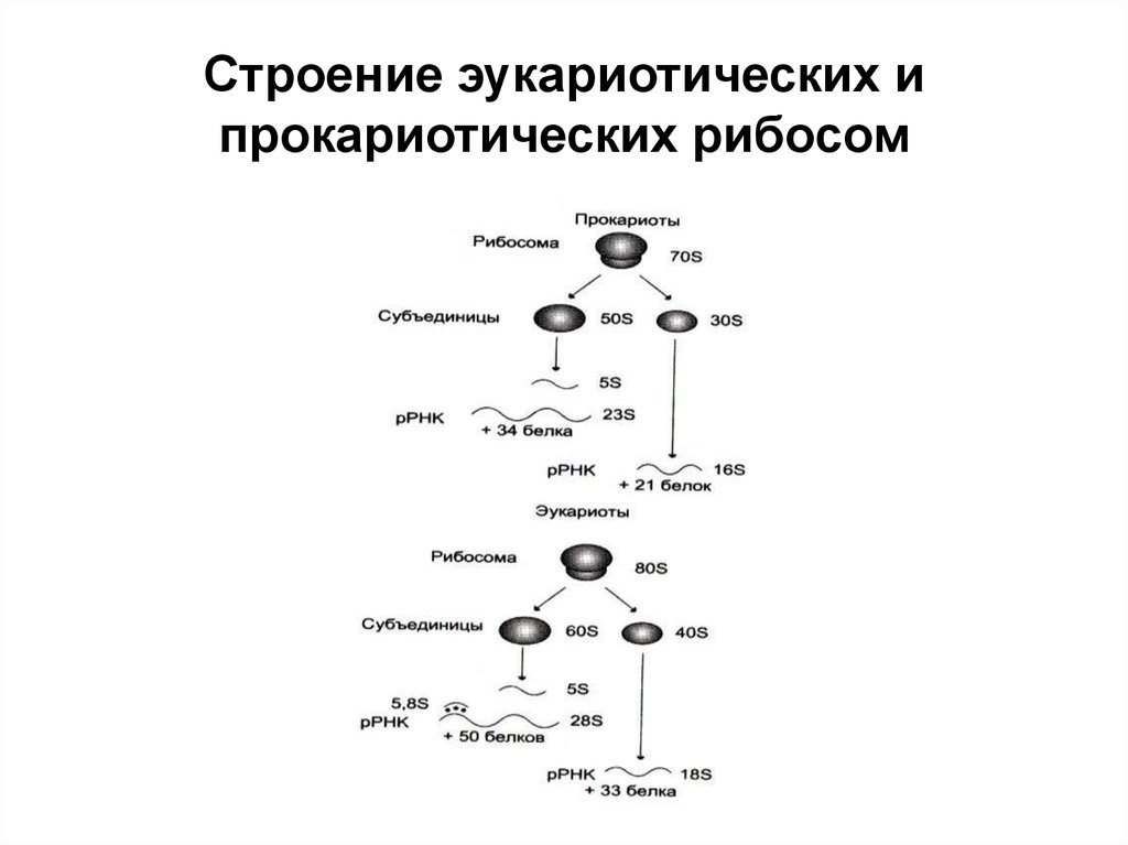 Нуклеиновые кислоты эукариот