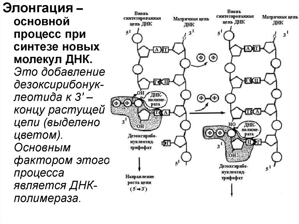 Синтез молекул днк. Элонгация синтеза ДНК. Ферменты элонгации репликации. Элонгация ДНК биохимия. Элонгация цепей ДНК.