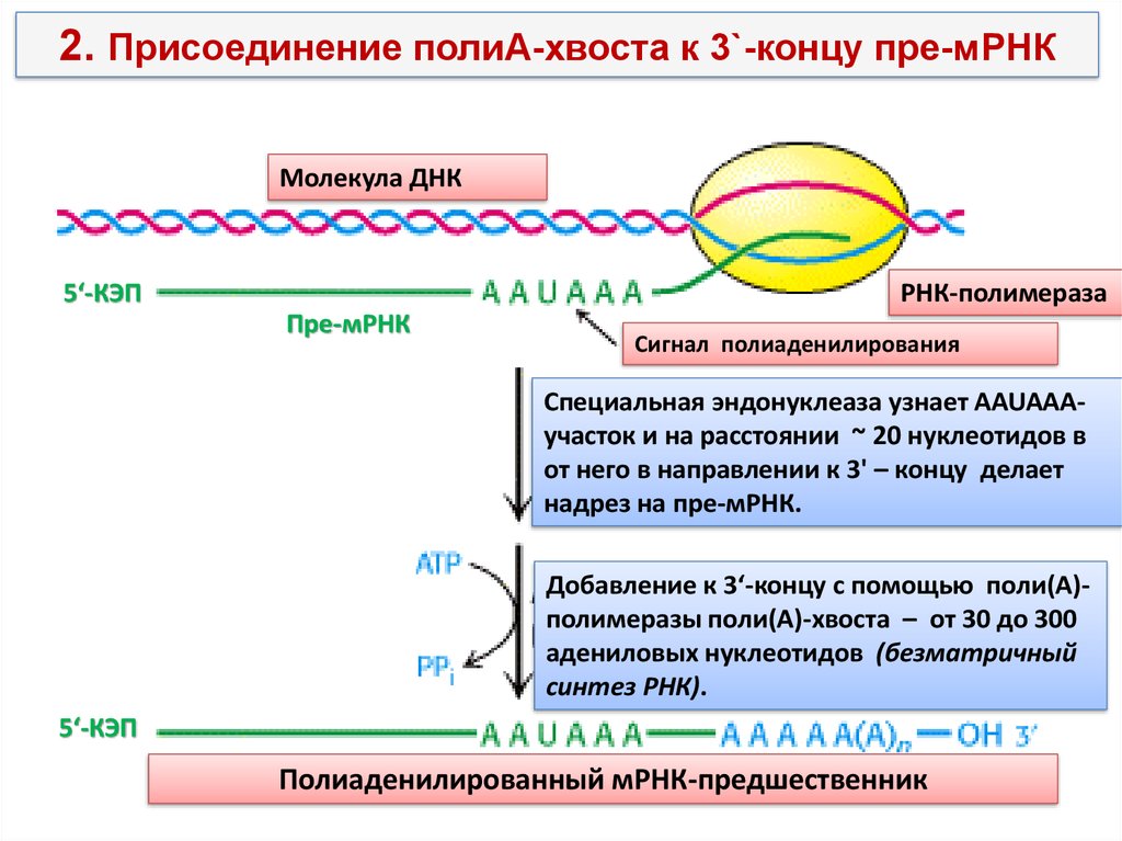 Формирование рнк. Структура матричной РНК эукариот. Полиаденилирование 3 -конца МРНК У эукариот. Строение пре МРНК. Структура м РНК У эукариот.