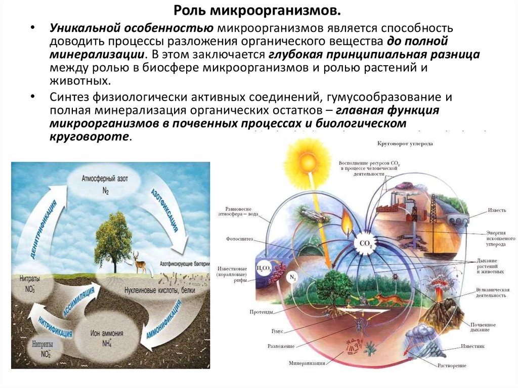 Какая роль человека в биосфере