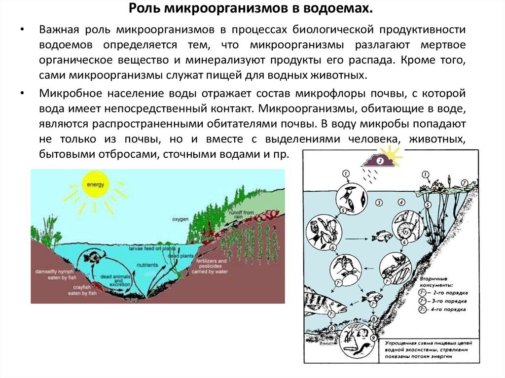 На рисунке показано что в процессе эвтрофикации в водоеме может произойти