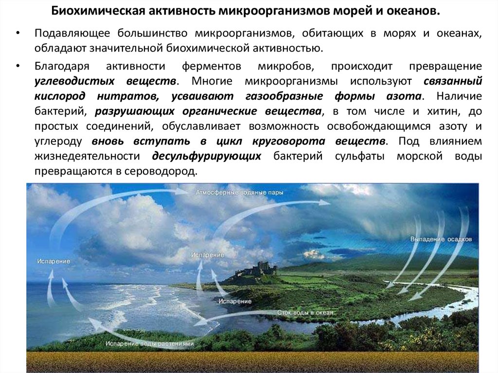 Биохимическую активность. Биохимическая активность микроорганизмов. Биохимическая активность бактерий. Распространение микроорганизмов в окружающей среде. Геологическая деятельность микроорганизмов.