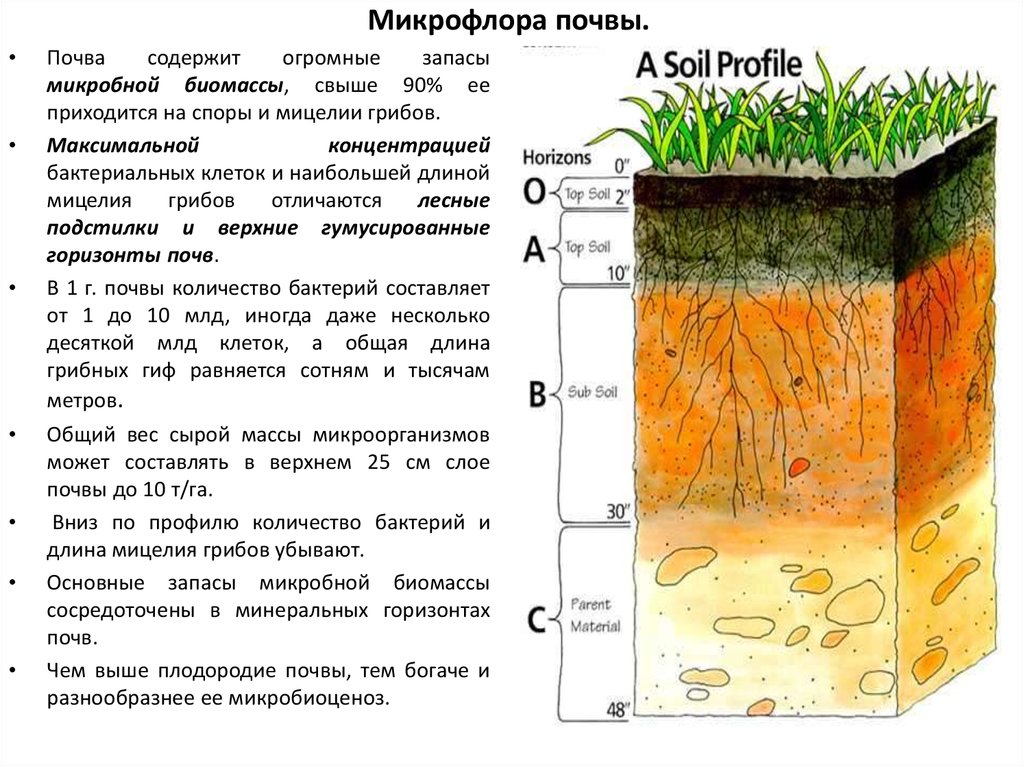 Верхний слой купить. Микрофлора почвы микробиология. Характеристика микрофлоры почвы. Микрофлора почвы микробиология таблица. Бактериальный состав почвы.