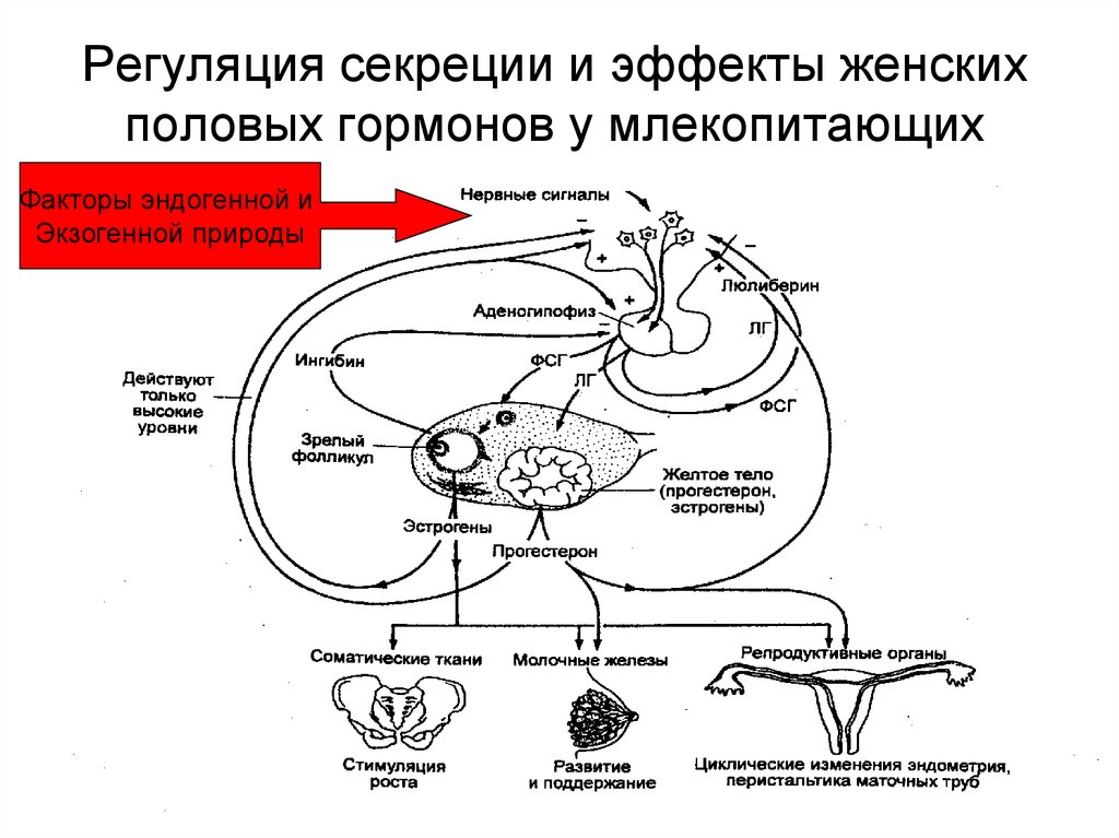 Схема эндокринных функций яичника и их регуляции