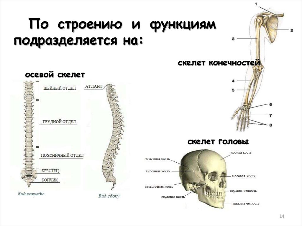 Осевой скелет. Осевой и добавочный скелет человека анатомия. Таблица осевой скелет, скелет головы, скелет конечностей. Строение осевого скелета. Общее строение скелета осевой скелет.