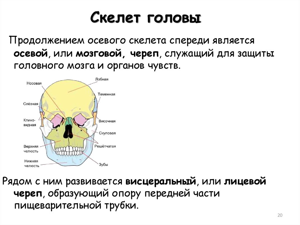 Мозговой отдел черепа выполняет функции. Эволюция скелета головы. Висцеральный череп.. Скелет головы череп. Осевой скелет скелет головы. Осевой скелет череп.