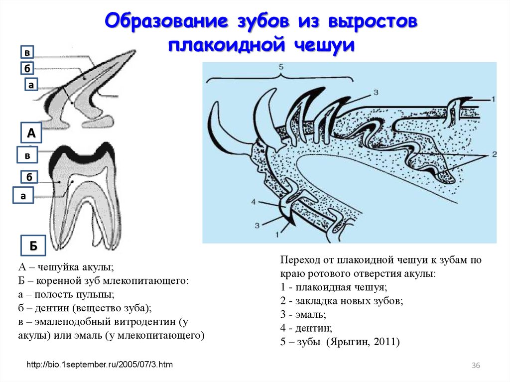 Гетеродонтная зубная система у млекопитающих. Строение зуба акулы схема. Эволюция челюстей у позвоночных.