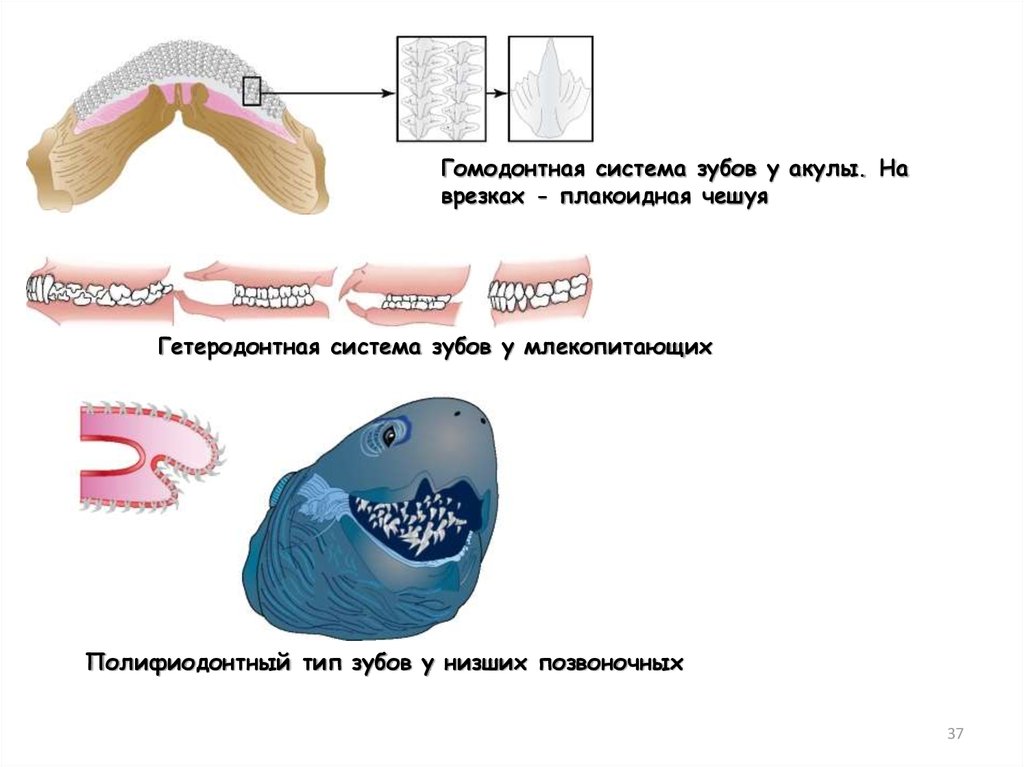 Гетеродонтная зубная система у млекопитающих. Типы зубных систем позвоночных. Гомодонтная система. Гомодонтная зубная система у млекопитающих.