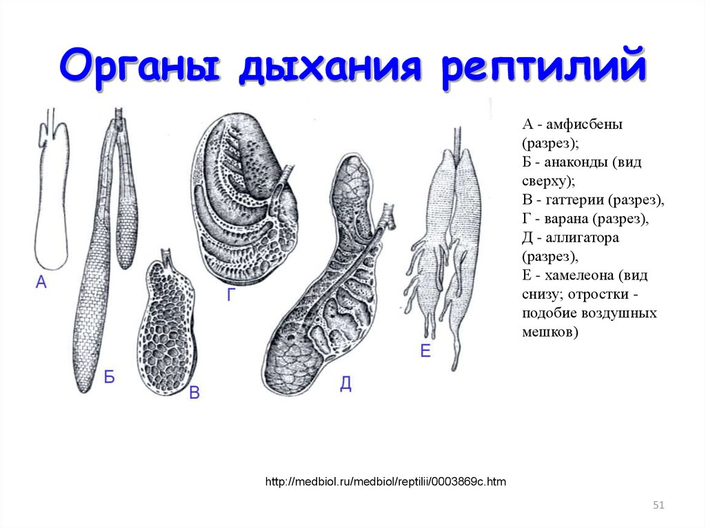 Дыхательная система пресмыкающихся схема