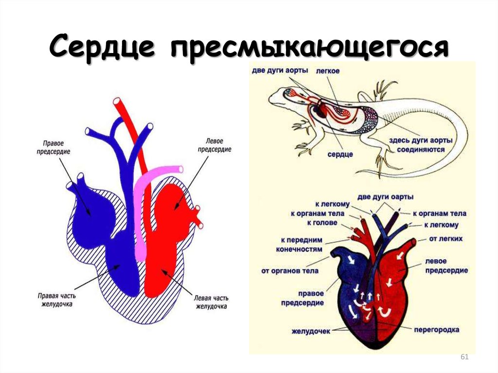 Сердце рептилий состоит