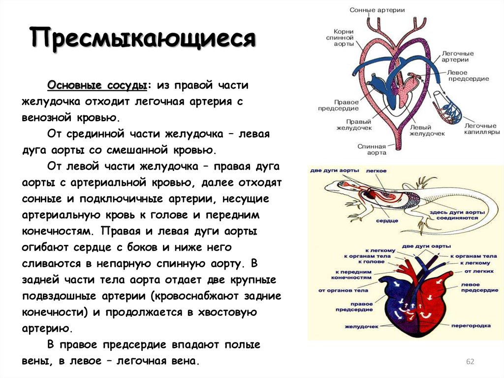 Правое предсердие левый желудочек артерии. Лёгочная артерия у пресмыкающихся. Сосуды отходящие от сердца рептилий. Аорты в кровеносной системе у пресмыкающихся. Рептилии артериальная кровь.