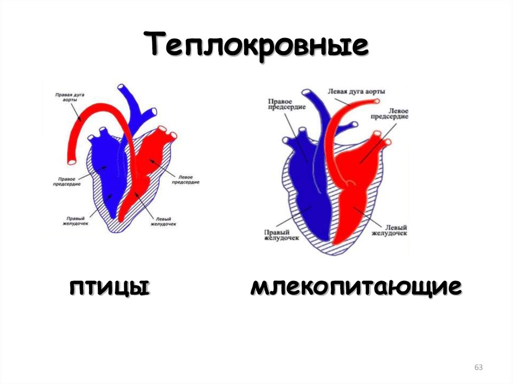 Рисунок строение сердца птиц