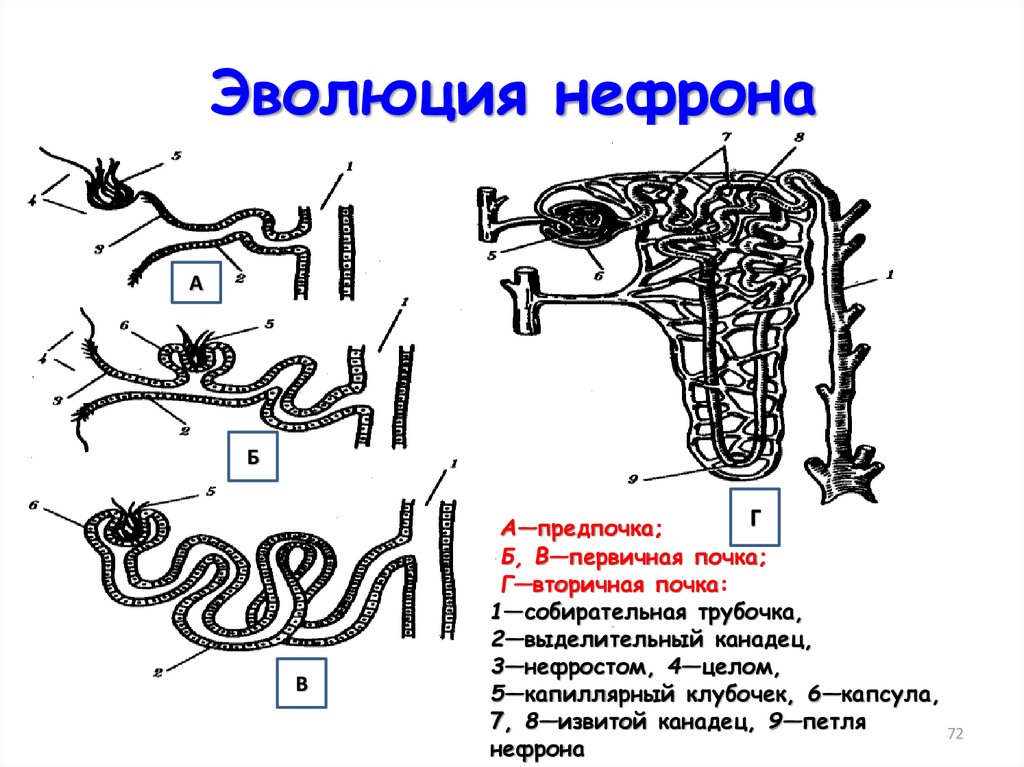 Какая структурная организация характерна для организма изображенного на рисунке