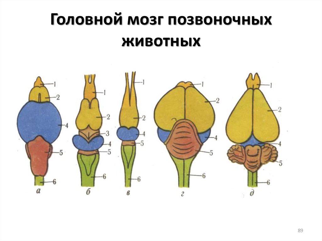 Мозг животных рисунки. Строение головного мозга рыбы. Отделы головного мозга рыбы схема. Строение головного мозга позвоночных. Головной мозг рыб земноводных пресмыкающихся птиц млекопитающих.