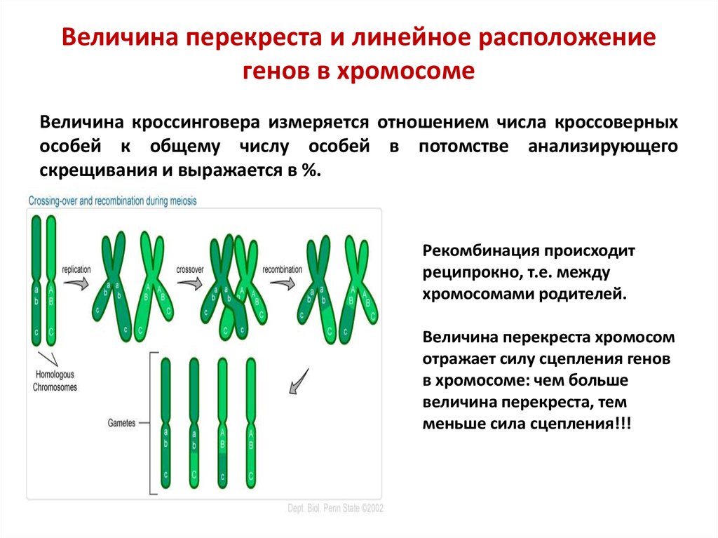 Местоположение гена в хромосоме. Сцепленное наследование с кроссинговером. Схема кроссинговера биология. Сцепленное наследование без кроссинговера. Расположение генов в хромосомах.