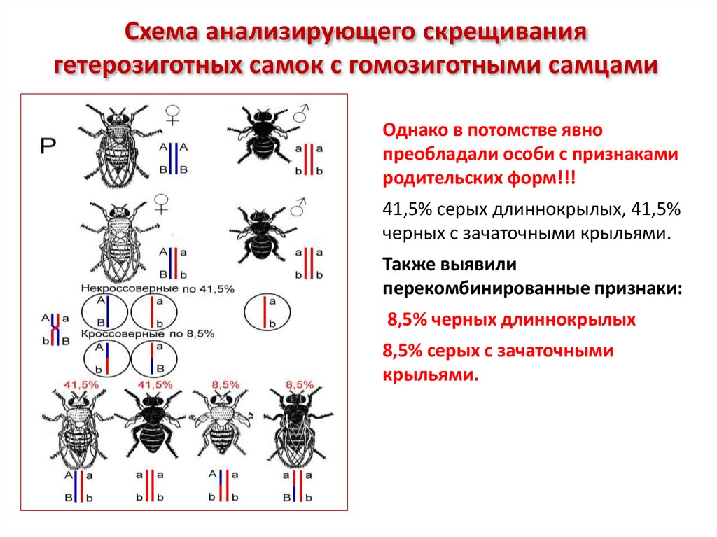 Схема сцепленного наследования