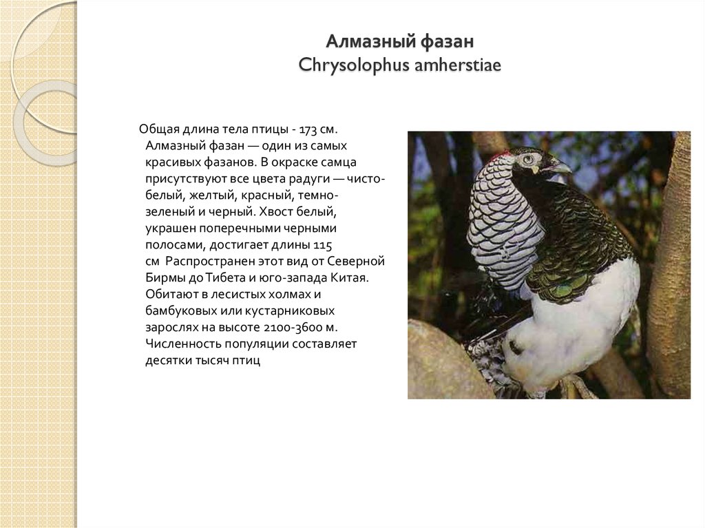 Фазан текст. Chrysolophus amherstiae. Алмазный фазан. Доклад про фазана. Фазан красная книга.