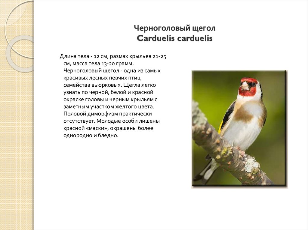   Черноголовый щегол Carduelis carduelis