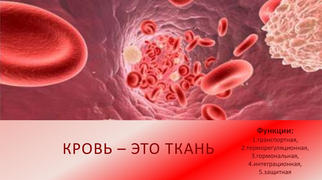 Кровь – это ткань