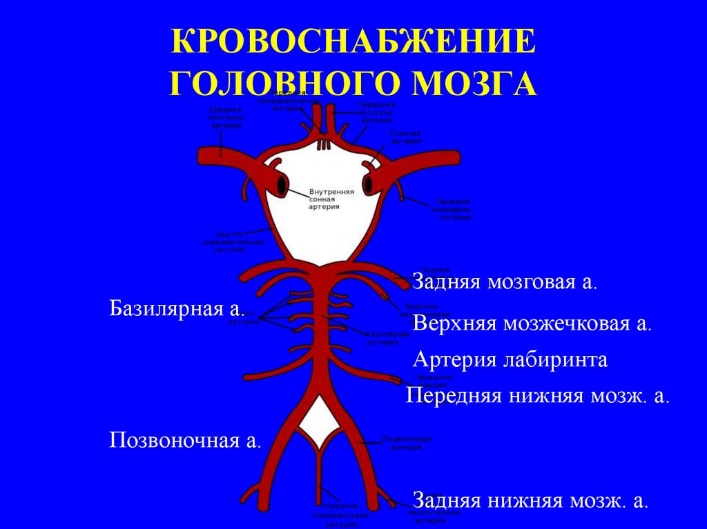 Кровоснабжение головного. Базилярная артерия головного мозга. Верхняя базилярная артерия. Мозжечковые артерии анатомия. Кровоснабжение задней-нижней мозжечковой артерии.