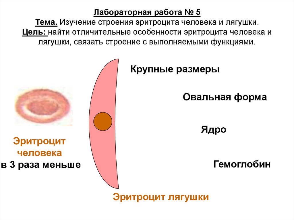 Укажите какой цифрой на рисунке обозначены эритроциты лягушки а какой эритроциты человека