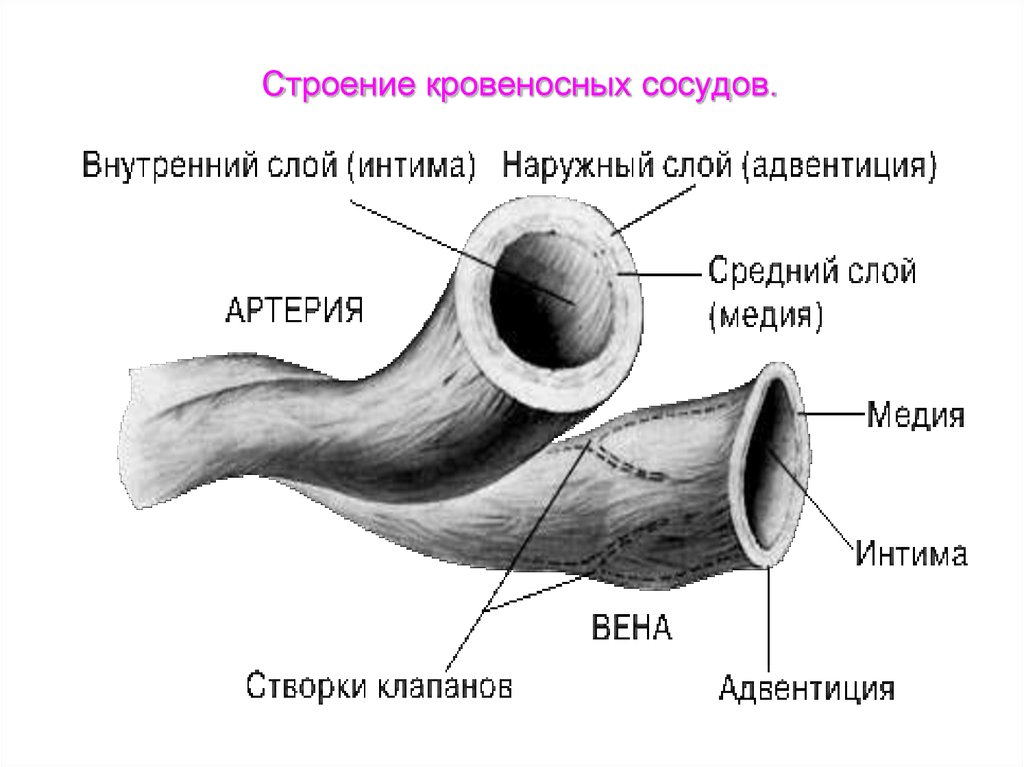 Полость кровеносных сосудов. Строение сосудов вен и артерий. Схема строения кровеносных сосудов. Строение сосудов анатомия. Строение стенки кровеносных сосудов.